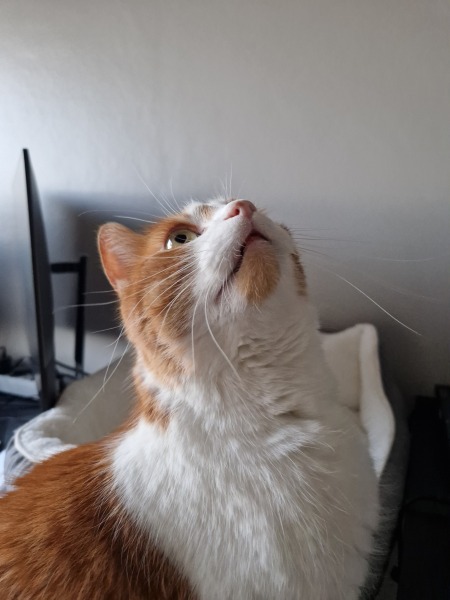 Scottish Tourism - the Excellent Cats debate Gizmo's suitability as a top influencer