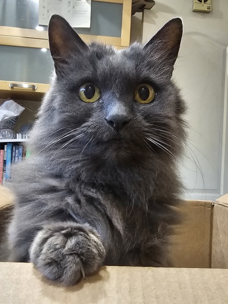 Scottish Tourism - the Excellent Cats debate Gizmo's suitability as a top influencer