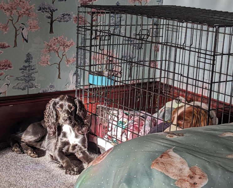 Beyond Adolescence - a thread to chat about grown up dogs, cake and anything else, excluding coffee.
