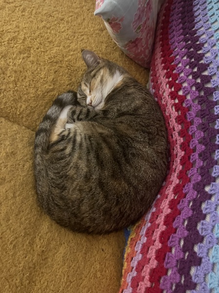 Scottish Tourism - the Excellent Cats debate Gizmo's suitability as a top influencer