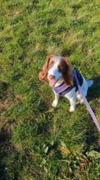 Beyond Adolescence - a thread to chat about grown up dogs, cake and anything else, excluding coffee.