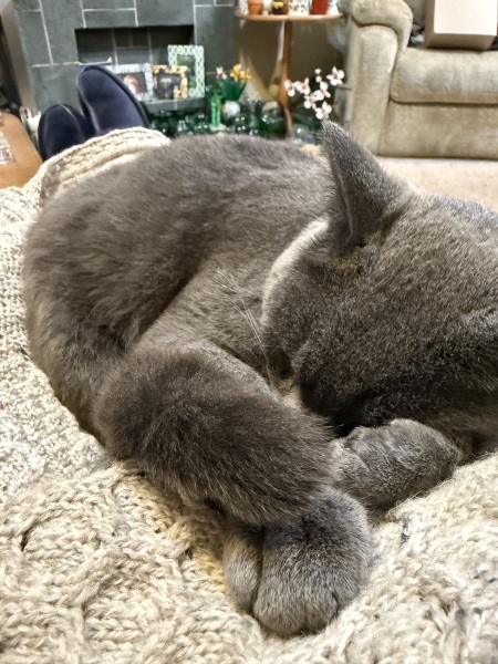 Scottish Tourism - the Excellent Cats debate Gizmo's suitability as a top influencer
