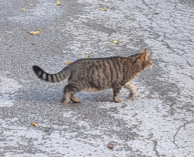 Scottish Tourism - the Excellent Cats debate Gizmo's suitability as a top influencer