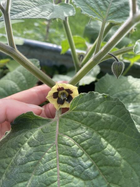 Plant ID please