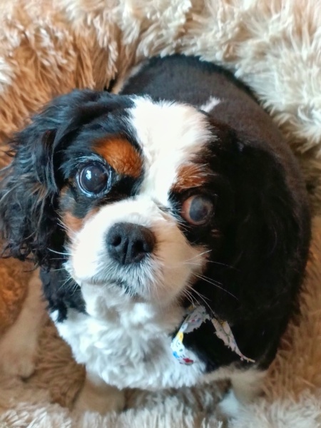 What was your first memory of your pet?