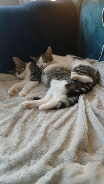 Neutering male kittens tomorrow