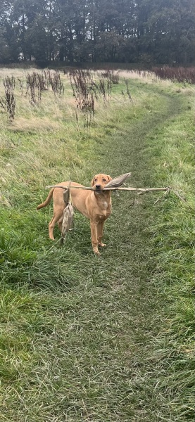 Puppy survival thread! All welcome!