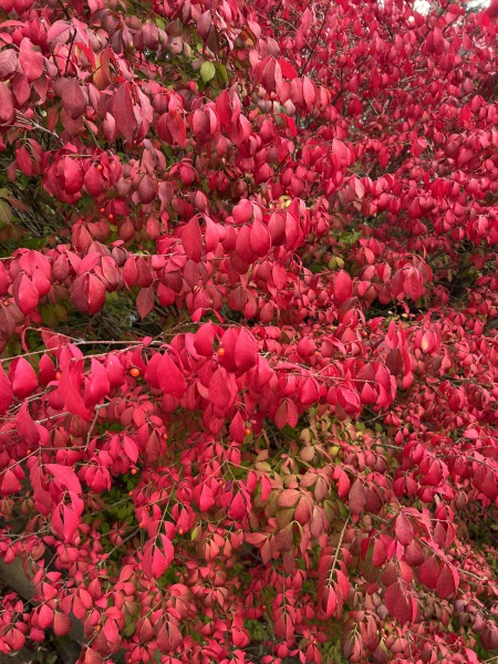 The Bluestocking, where the short days shorten and the oaks are brown