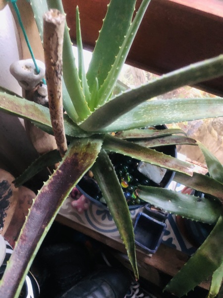 Aloe Vera help!