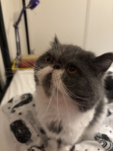 Pampered, Persian, Princess Penelope