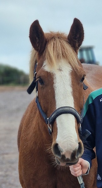 Possibly buying first pony. So unsure!