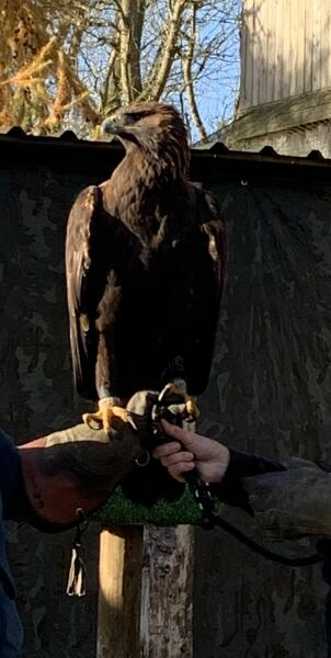 Thread 35 Starmer: Old and smelling of roses