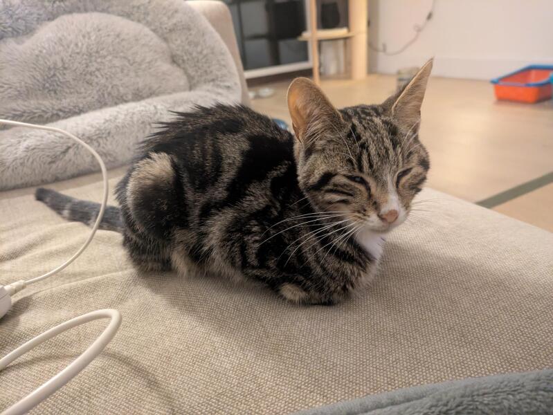 Missing Cat - Any Happy Outcomes?