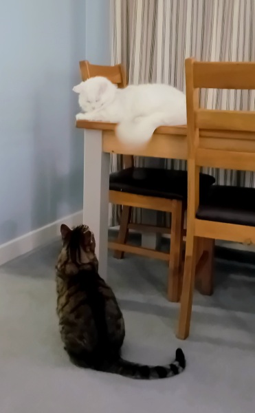 Scottish Tourism - the Excellent Cats debate Gizmo's suitability as a top influencer