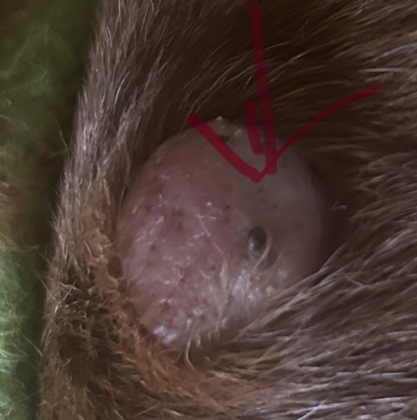 Dog who’s staying with us has a big blackhead on a (checked by vet) warty thing