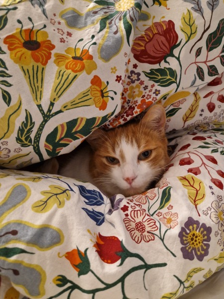 Scottish Tourism - the Excellent Cats debate Gizmo's suitability as a top influencer