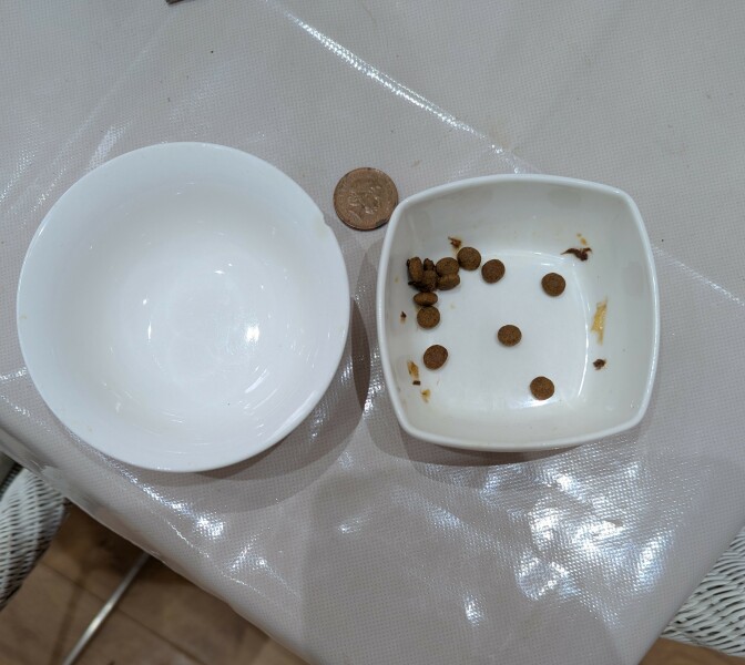 Elevated cat feeding bowls ?