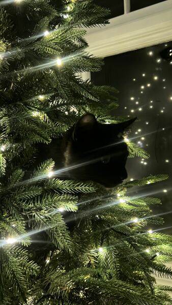 Kitten and Christmas tree