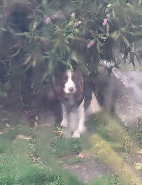 Beyond Adolescence - a thread to chat about grown up dogs, cake and anything else, excluding coffee.