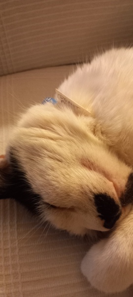 Scottish Tourism - the Excellent Cats debate Gizmo's suitability as a top influencer