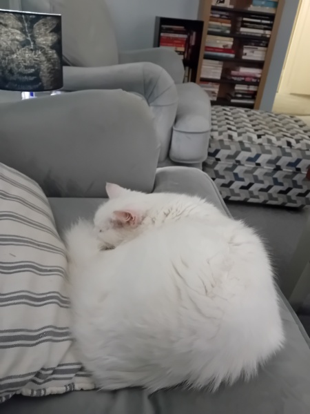 Scottish Tourism - the Excellent Cats debate Gizmo's suitability as a top influencer