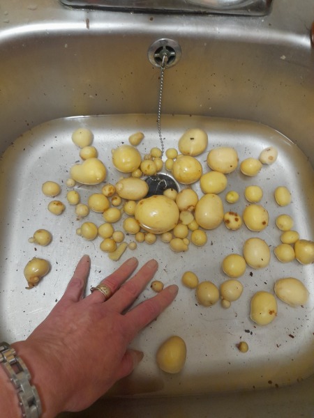 Potato bags