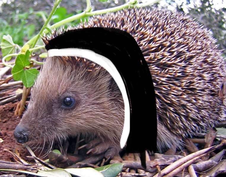 Neighbour has blocked hedgehog holes in the garden?