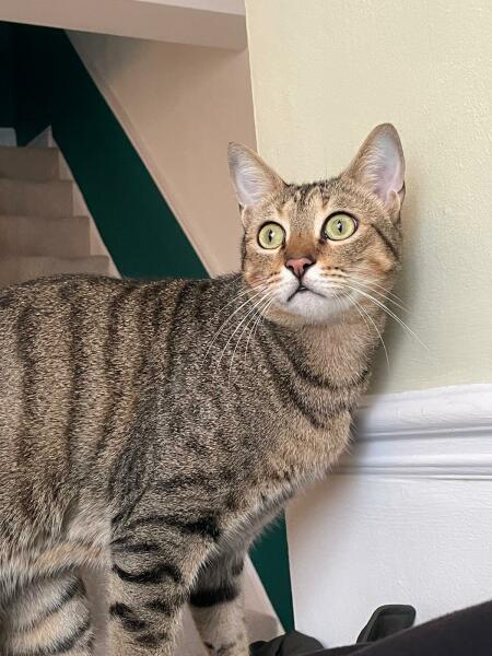 Introducing Marvin the Mau