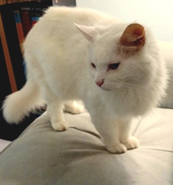 Scottish Tourism - the Excellent Cats debate Gizmo's suitability as a top influencer