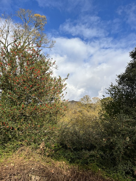 Thread 35 Starmer: Old and smelling of roses