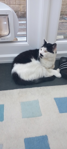 Scottish Tourism - the Excellent Cats debate Gizmo's suitability as a top influencer