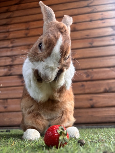 TRAs online attack on a bunny rescue