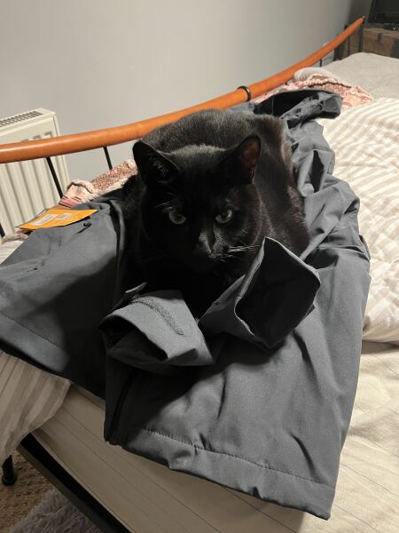 My cat cries for fuss than sits just slightly out of reach? Why??