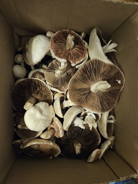 Year round Nigel Slater discussion thread Part 2