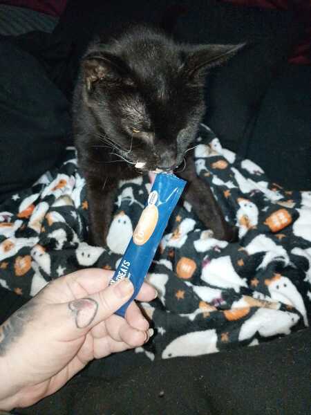 Scottish Tourism - the Excellent Cats debate Gizmo's suitability as a top influencer