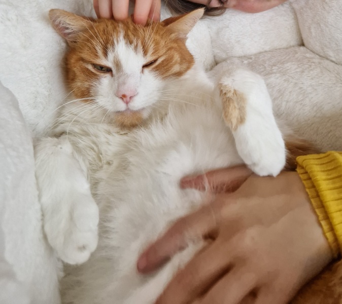 Scottish Tourism - the Excellent Cats debate Gizmo's suitability as a top influencer