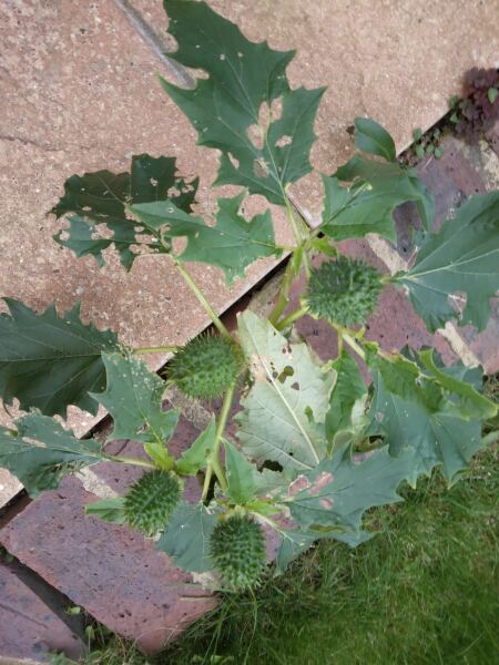 Please help me identify this plant/weed!