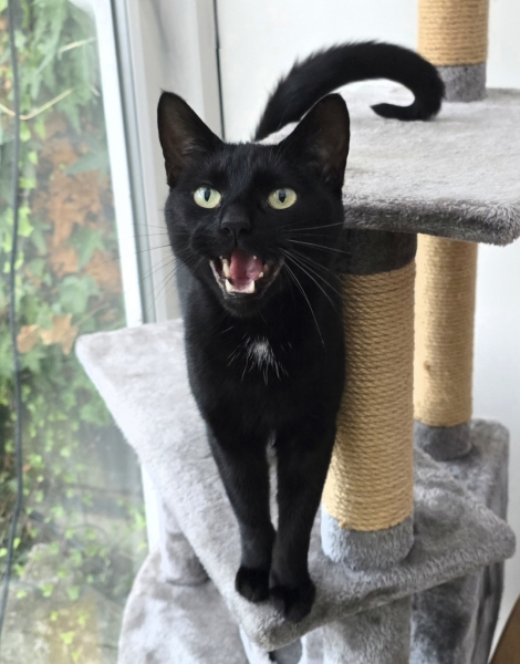 To assume the cat is actually this much of an arsehole on purpose??