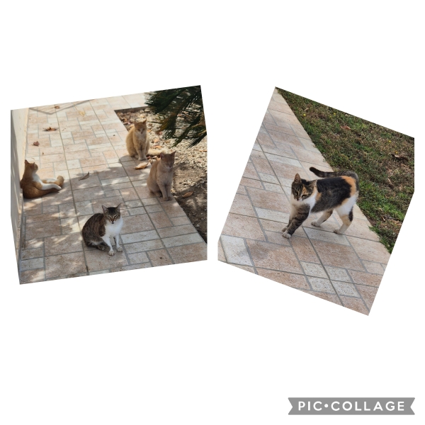 Holiday cats