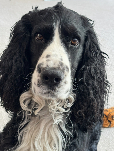 Spaniel - teeth and ears!