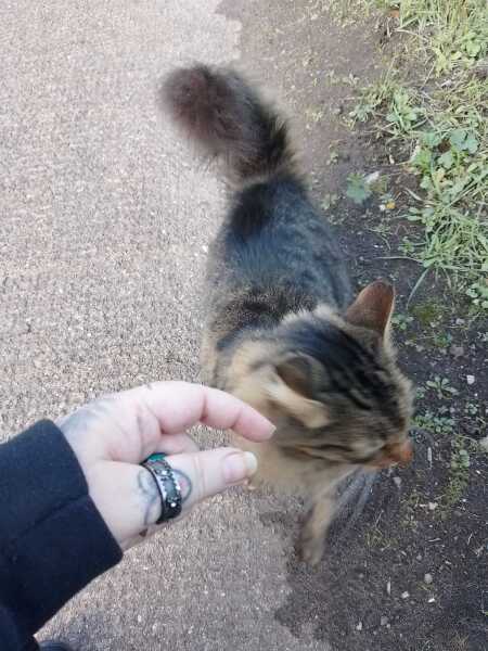 Scottish Tourism - the Excellent Cats debate Gizmo's suitability as a top influencer