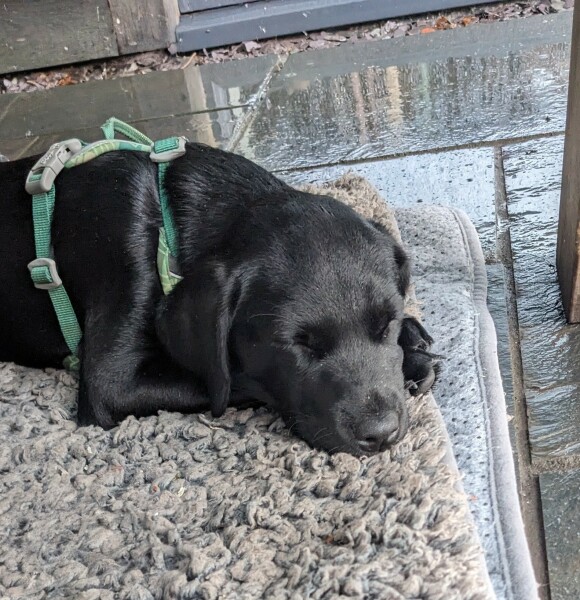 Beyond Adolescence - a thread to chat about grown up dogs, cake and anything else, excluding coffee.