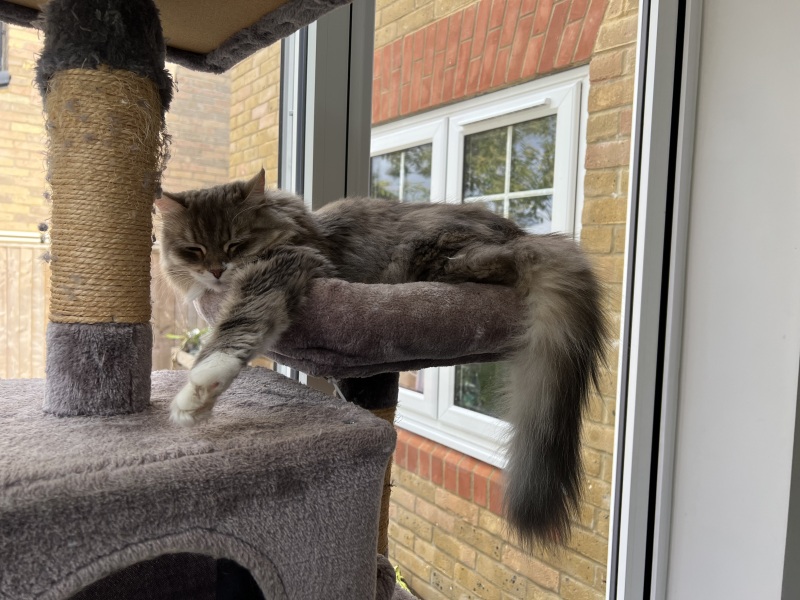 Cat tree - yes or no?