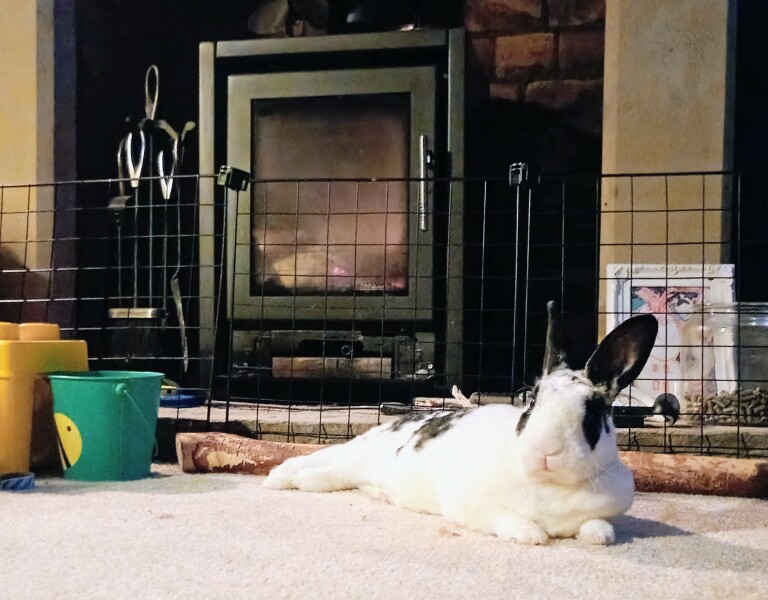 TRAs online attack on a bunny rescue