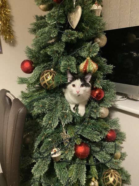 Kitten and Christmas tree