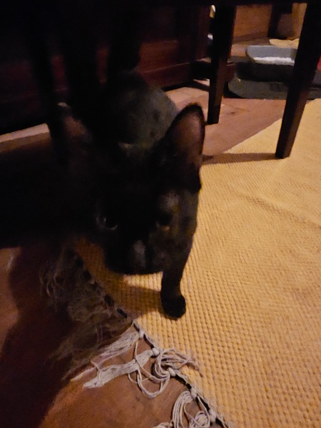 What to call my male kitten