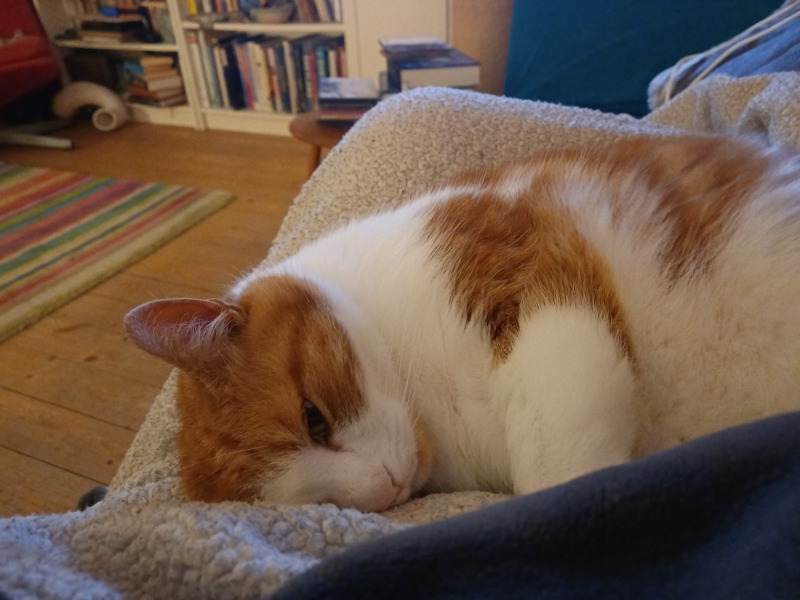 Mounjaro/Wegovy with >5 stone/30kg to lose - thread 10!