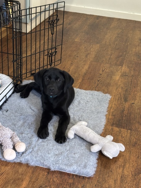 The Great Recovery part 4