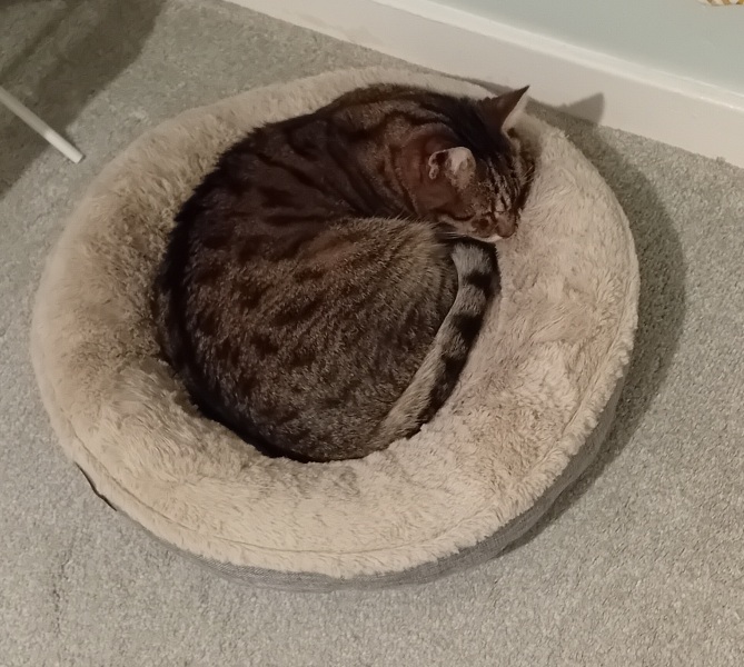 Scottish Tourism - the Excellent Cats debate Gizmo's suitability as a top influencer