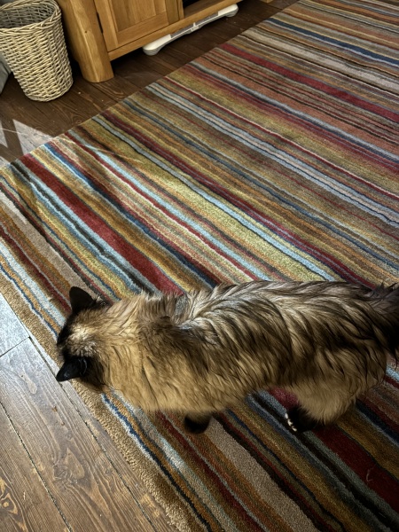 My cat meows every minute that she is awake. It’s driving me insane